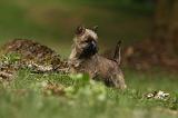 CAIRN TERRIER 426